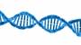 dna-163710_340.jpg